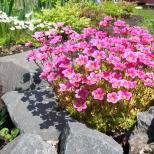 Rastliny odolné voči suchu do záhrady: výber najkrajších odrôd Kvety pre suché oblasti