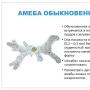 Améba obyčajná - prezentácia Prezentácia na tému delenia améb