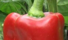 Najlepšie odrody papriky do skleníkov Nové odrody papriky do skleníkov