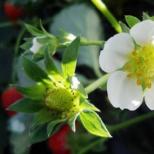 Jahody: starostlivosť počas kvitnutia Počas kvitnutia je potrebné kŕmiť jahody