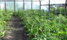 Metódy viazania paradajok v skleníku Aké lano použiť na viazanie paradajok v skleníku
