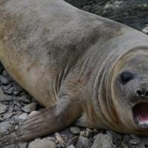 Приснился тюлень, морж: трактовка снов К чему снятся тюлени в воде