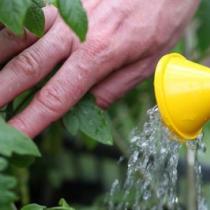 Как правильно опрыскивать помидоры раствором борной кислотой