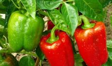 Odrody papriky pre skleníky - najlepšie skleníkové kultivary Tsarevich Pepper popis aká je výška v skleníku