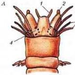 Особенности строения кольчатых червей