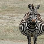 35 zaujímavých a prekvapivých faktov o zebrách