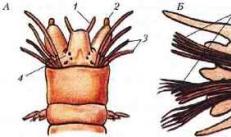 Особенности строения кольчатых червей